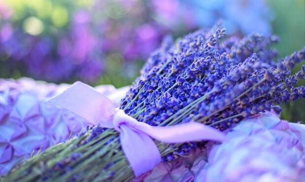 Lavanda