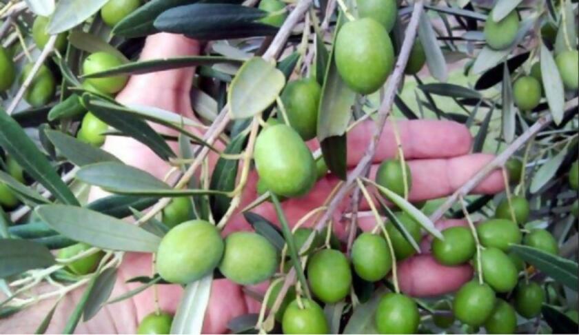 Olivos