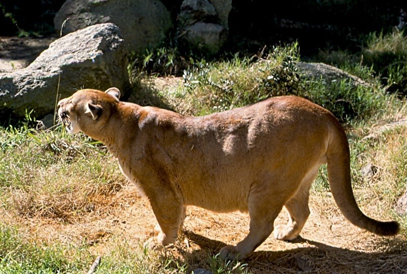 Puma en Uruguay