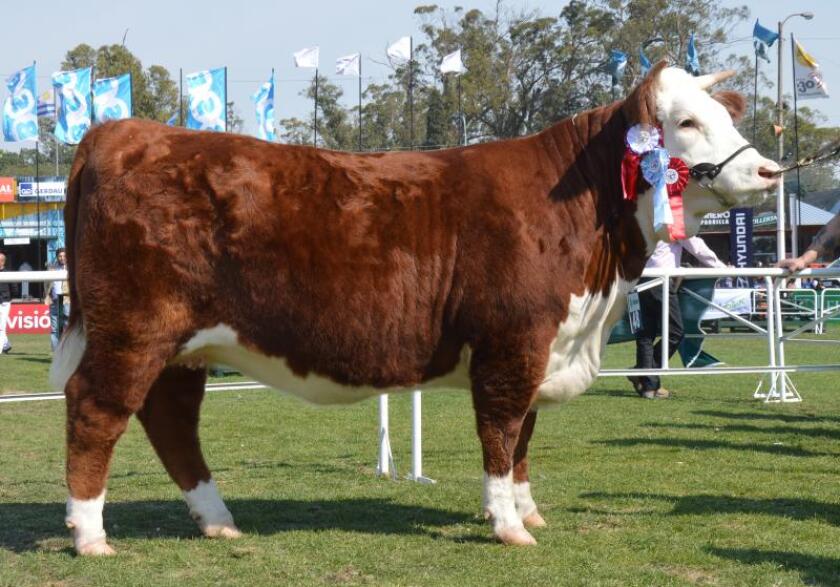 gran-campeona-hereford-0.jpg