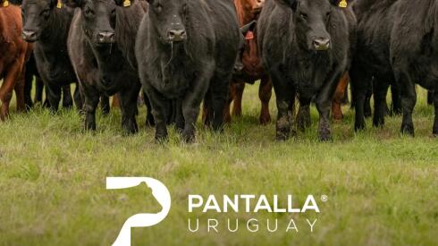 Previa PU 13 de mayo .jpg