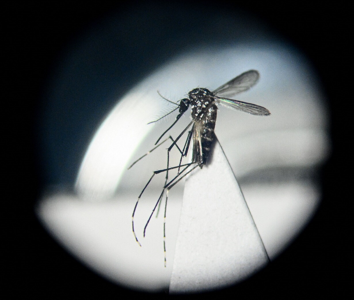 Dengue en Uruguay