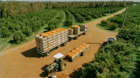 Producción citrícola.jpg