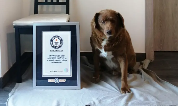 Perro Bobi.jpg