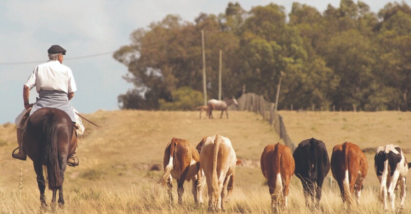 Campo, caballo, peón, Ganado