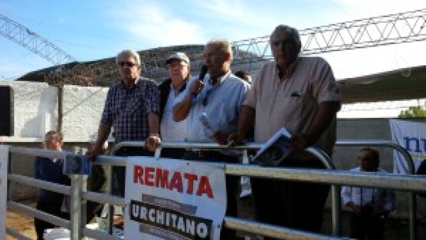 foto urchitano