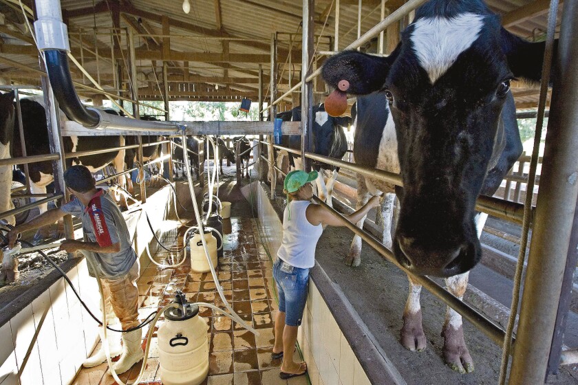AP fotos - Brazil Bitter Harvest - I - Workers milk cows in a farm in Fatima do Sul, Brazil, Tuesday, March 17, 2009. Early in 2008, high oil prices, low food reserves and growing consumer demand in developing nations sent food prices soaring, causing riots from Haiti to Pakistan. As in other agriculture-producing regions, Brazilian farmers and ranchers scrambled to increase production, raking in huge profits as soy and other commodity prices soared. (AP Photo/ Andre Penner) Brazil Bitter Harvest - Fatima do Sul - BRA - Andre Penner - AP DJ**MEX** CL**MEX**. ORDEÑE DE VACAS EN TAMBO DE FATIMA DEL SUR, ORDEÑANDO, GANADO HOLANDO, GANADO VACUNO
