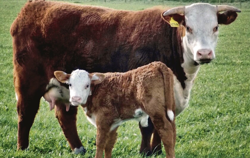 cria-hereford.jpg