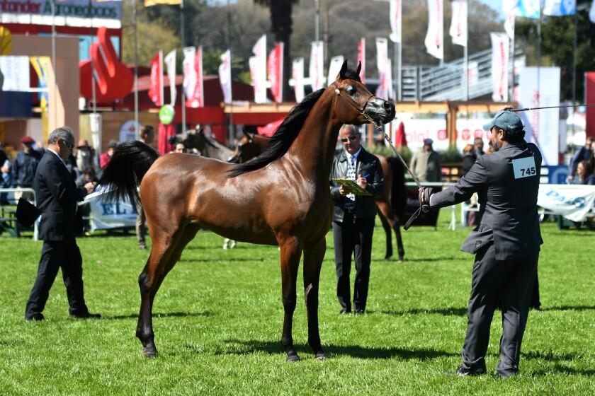 Gran CAMPEONA.jpg