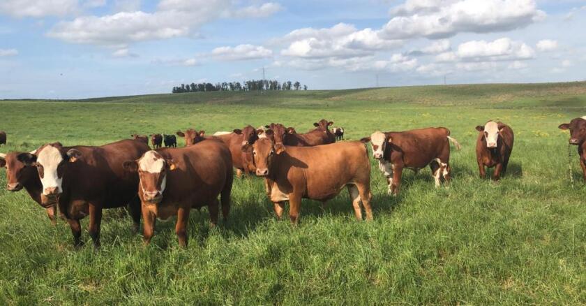novillos, ganado, ganadería, ganado gordo, vacunos