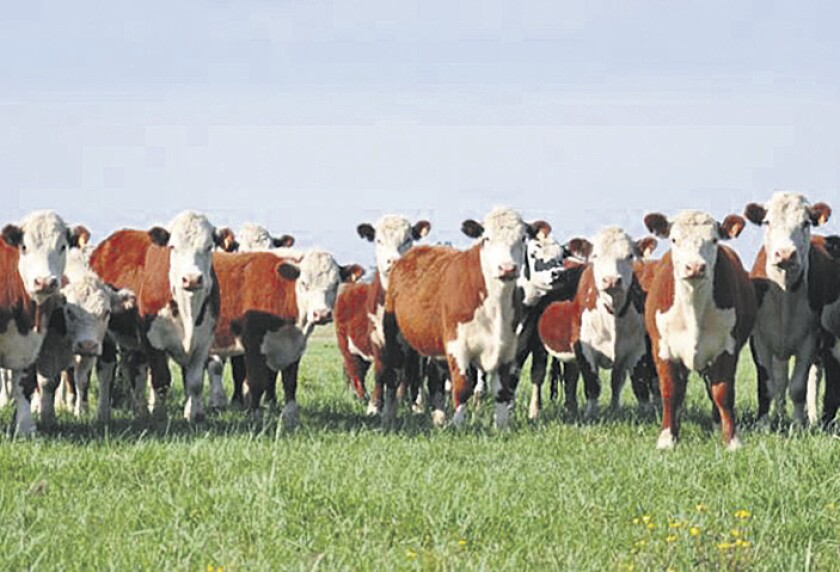 imagen-fotos-rurales-el-pais-ganado-en-el-campo-uruguay-23.jpg