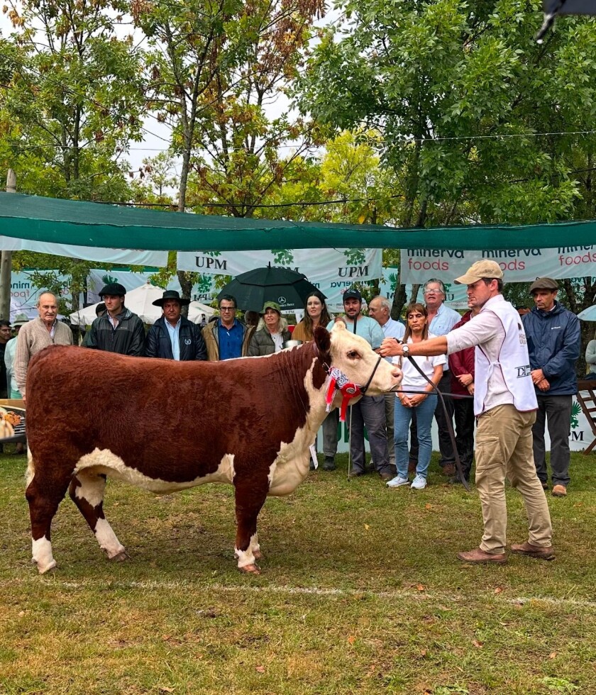 Gran Campeona Polled Hereford Expo Durazno 2025.