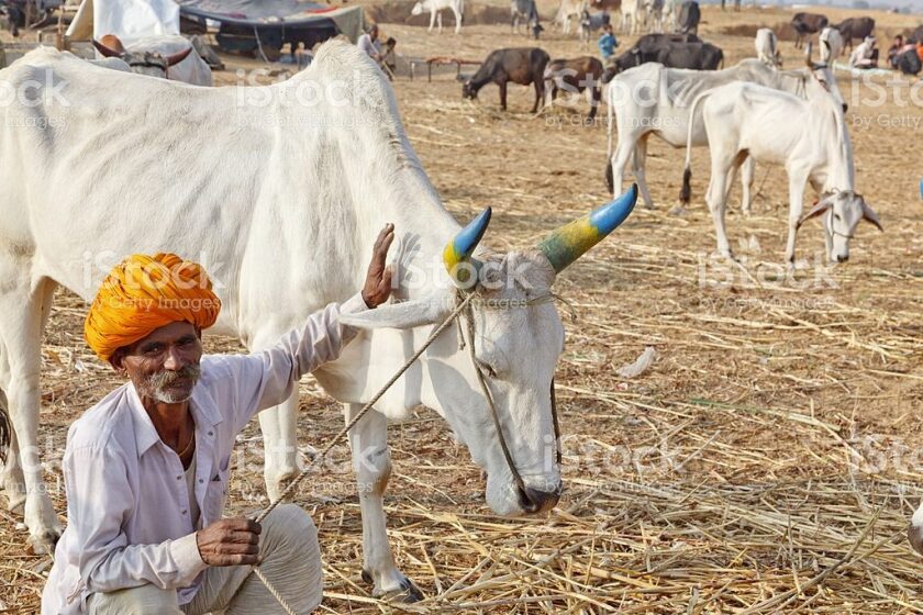 india-1024x683.jpg