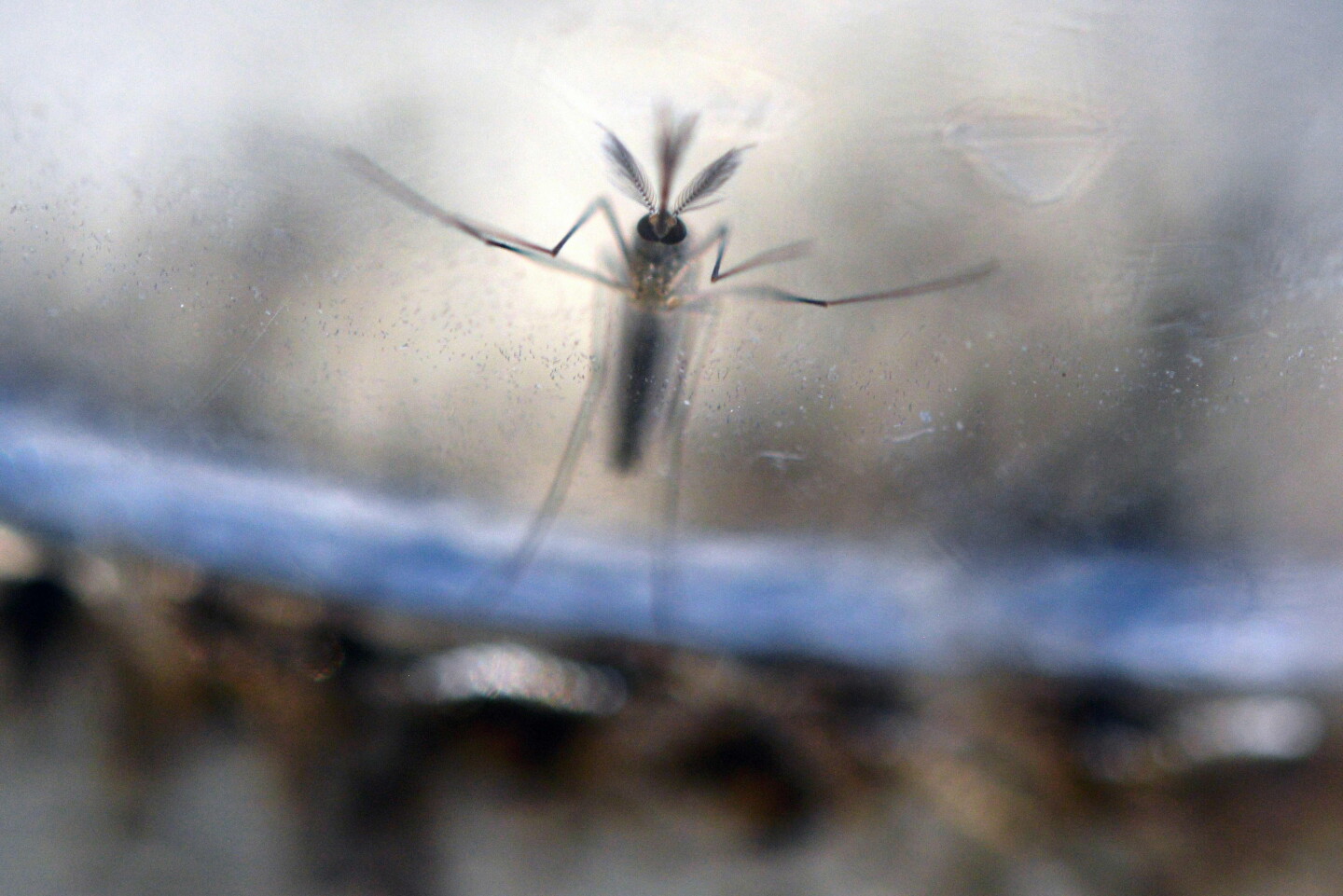 Aedes Aegypti - mosquito