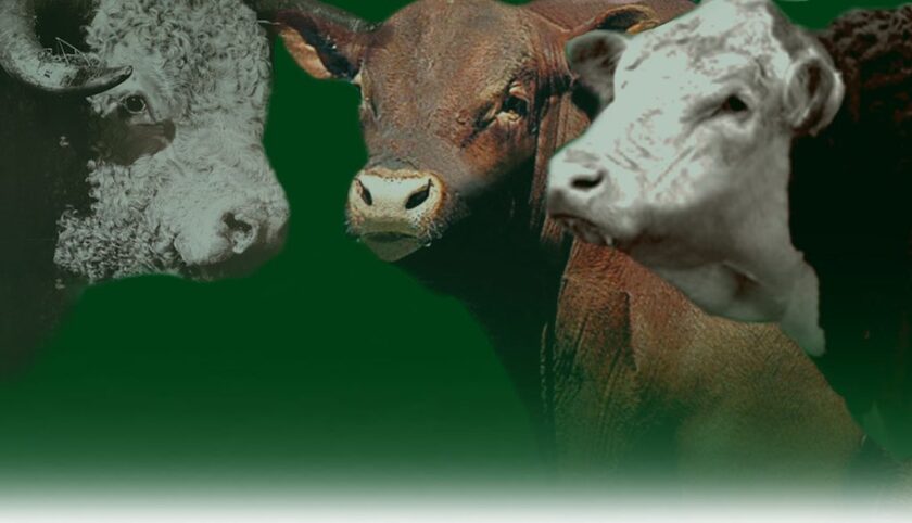 imagen-todo-verde-arriba-1024x588.jpg
