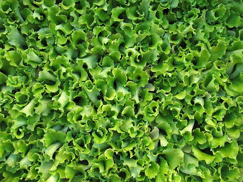 Lactuca sativa - lechuga.jpg