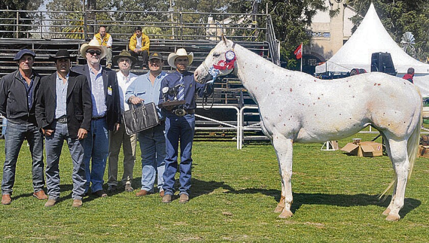 Appaloosa