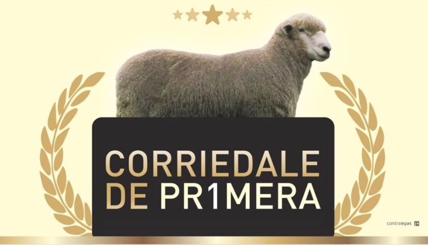 corriedale-de-primera.jpg