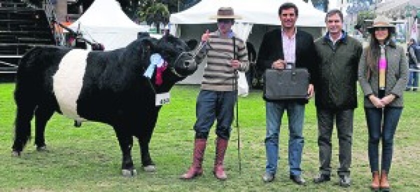 Belted Galloway f
