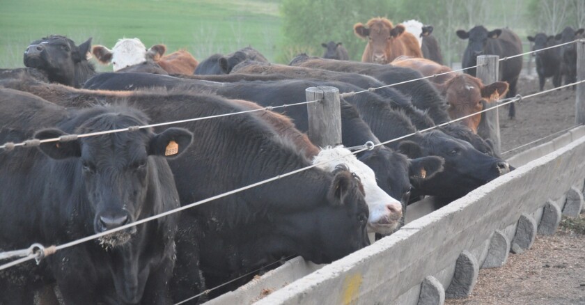 Corral de engorde, feedlot