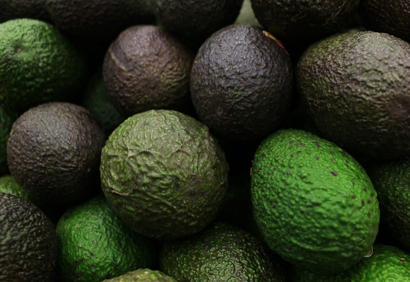 Paltas.jpg