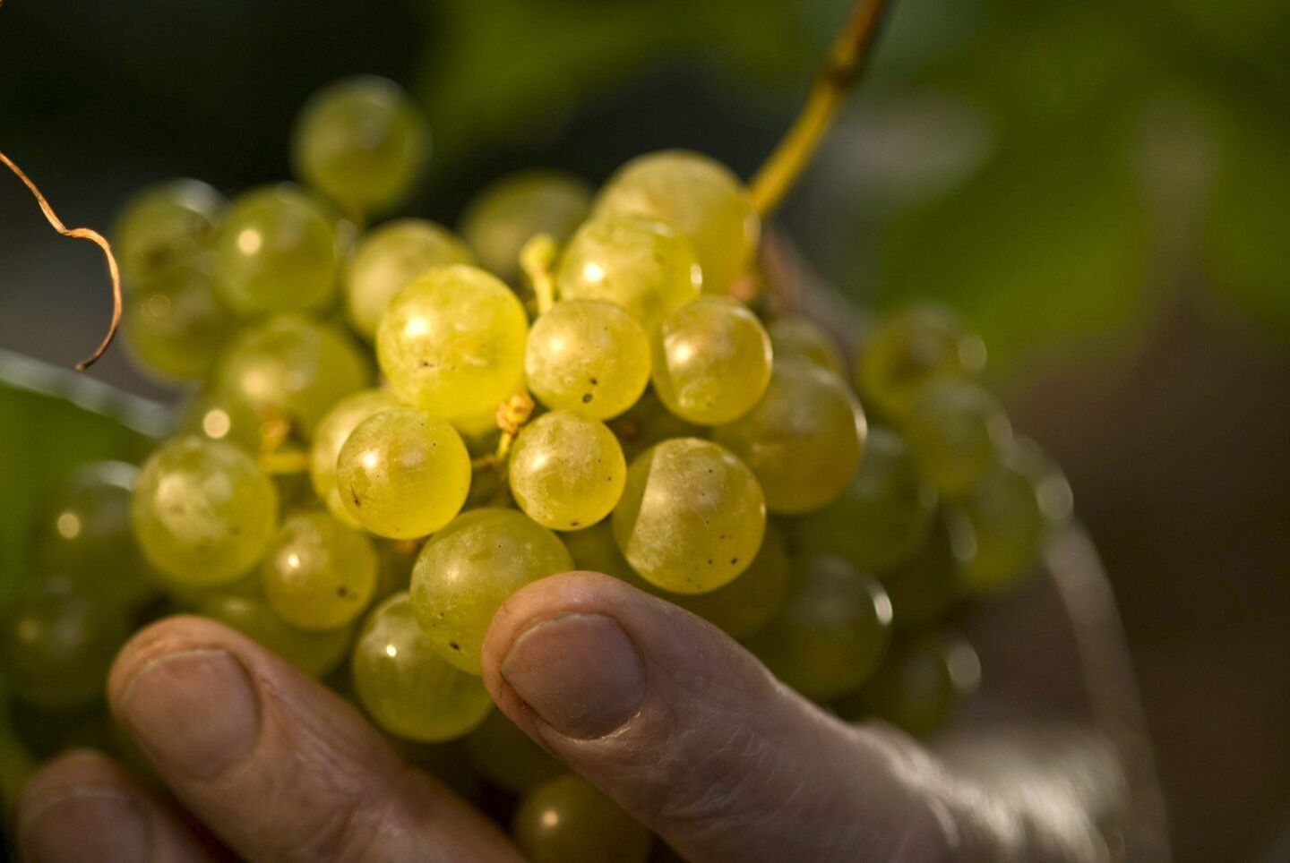 Éxito. El secreto del prosecco está en el tipo de uva blanca con tintes dorados. Foto: EFE.