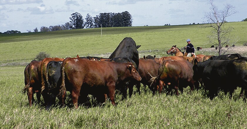 imagen-toros.jpg