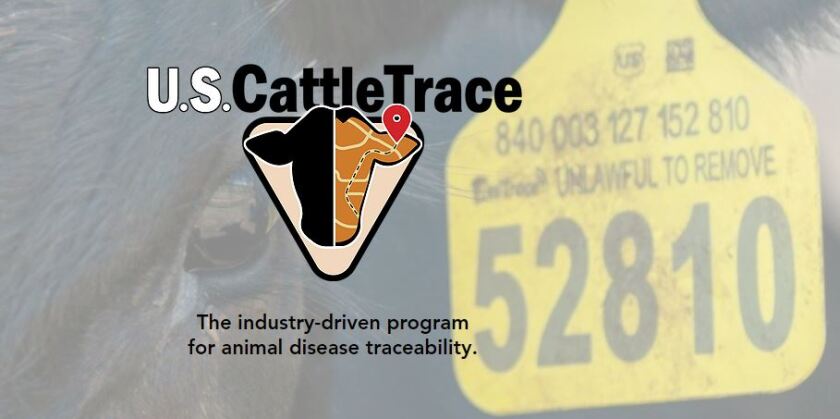cattle.jpg