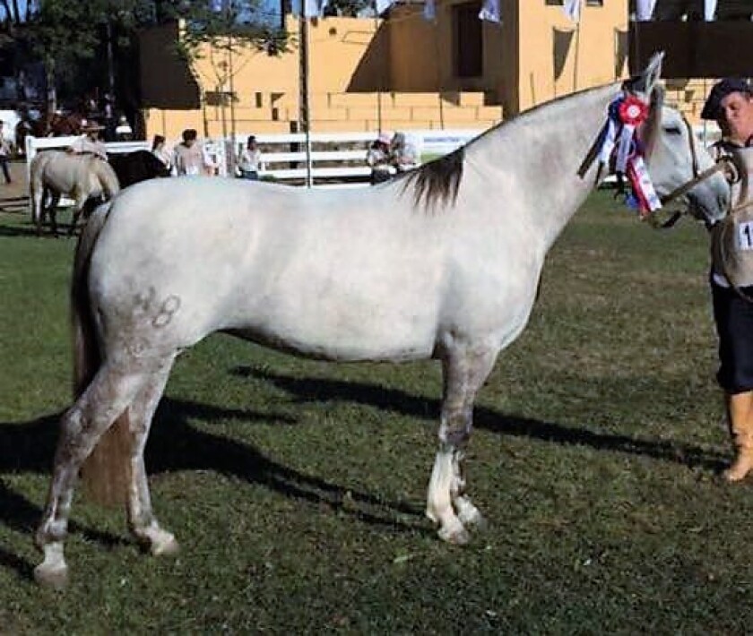 constancia-natilla-gran-campeona-en-paraguay.jpg