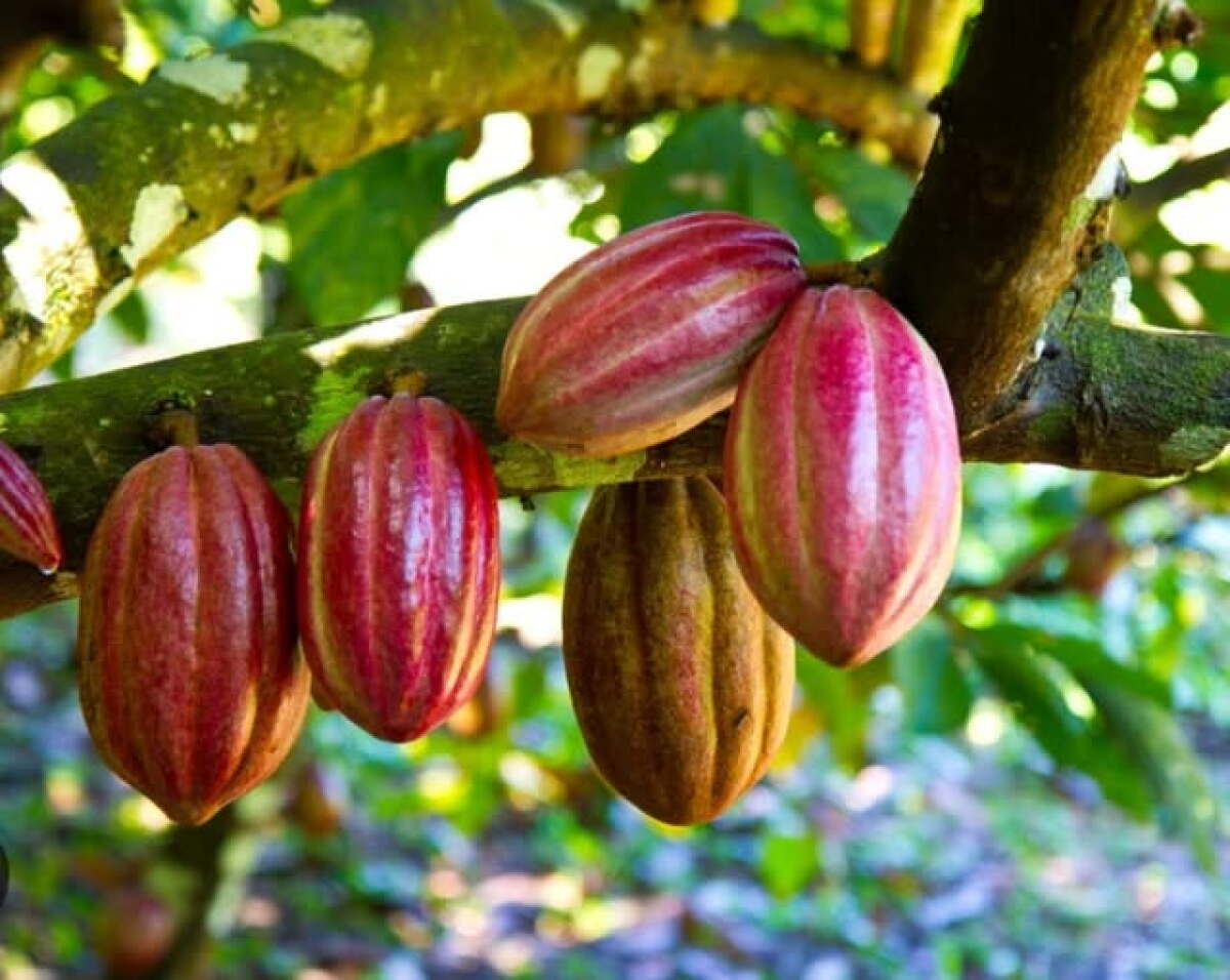 Un emprendedor ecuatoriano que se mudó a Uruguay para rescatar el uso ancestral del cacao morado y sus enzimas naturales