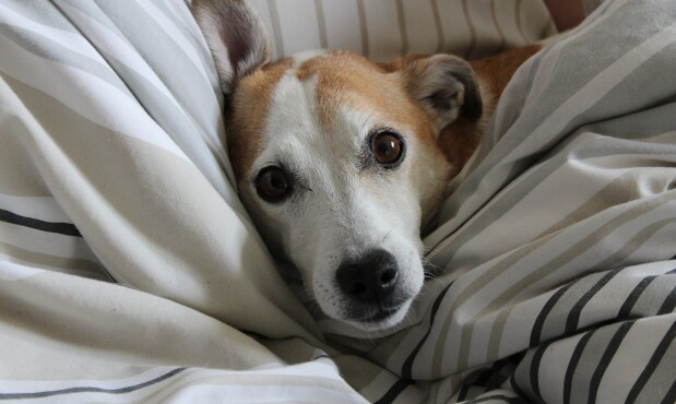 Perro durmiendo en la cama
