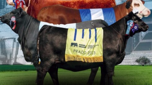 Foto previa Consagradas 2025.jpg
