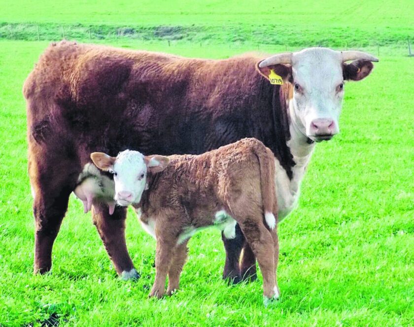 vaca-con-cria-1024x807.jpg