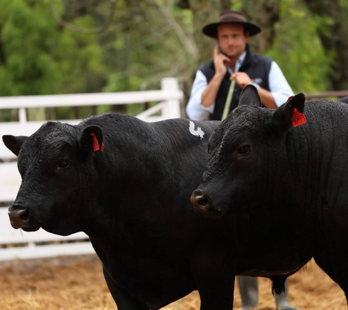 San Quintín vendió 51 toros Angus y Brangus a US$ 5.318 de promedio