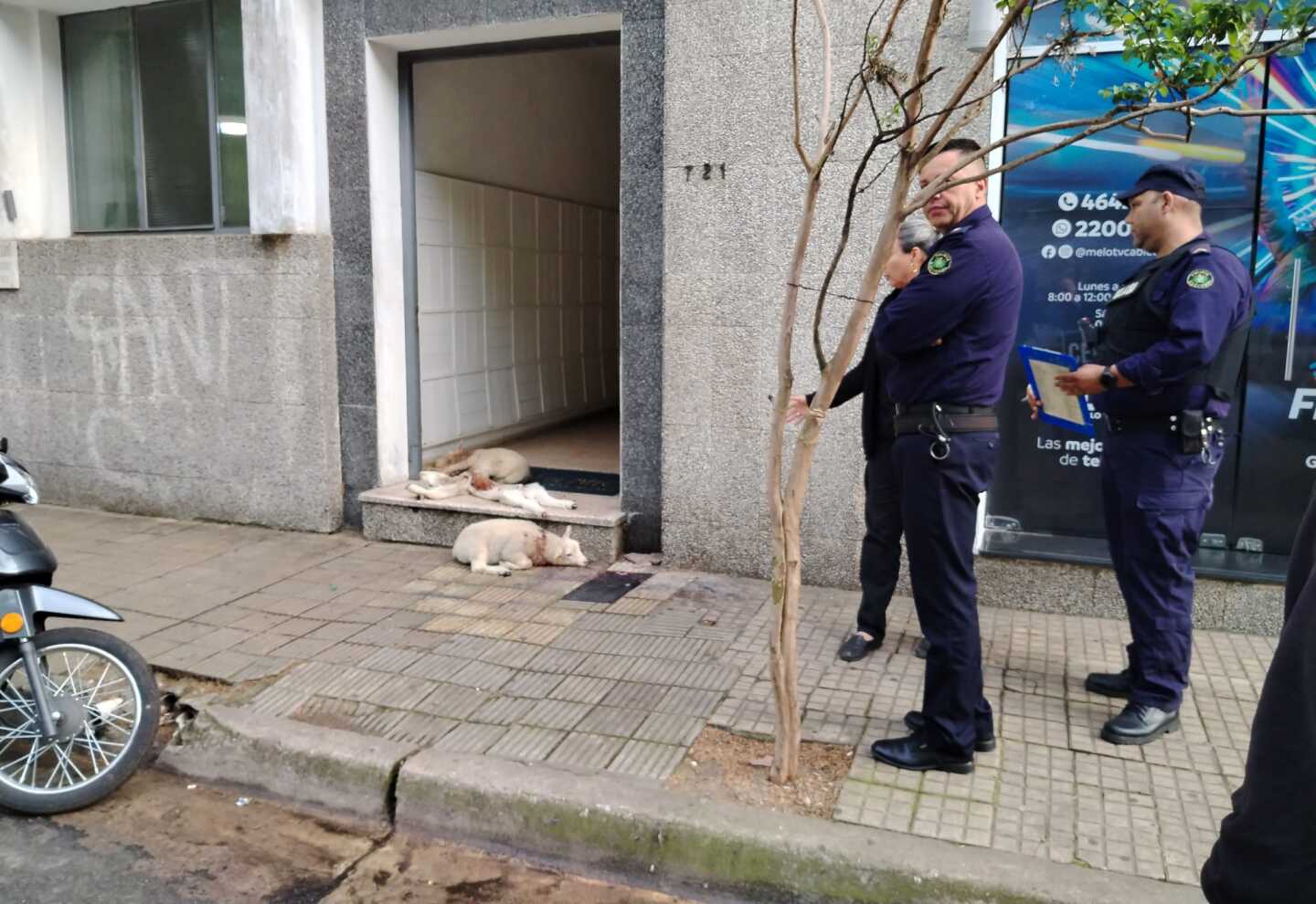 Ovejas muertas en puerta de emisora