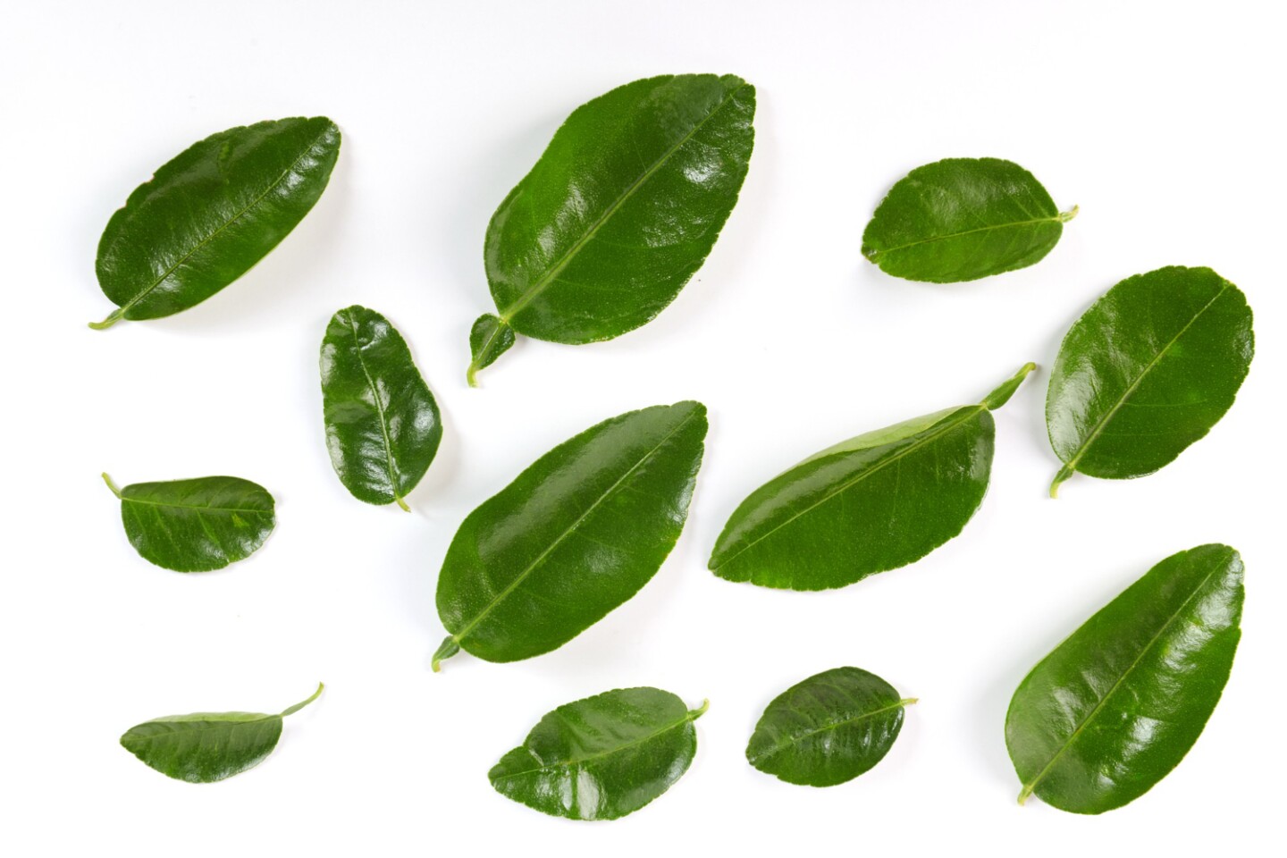 Hojas de limonero