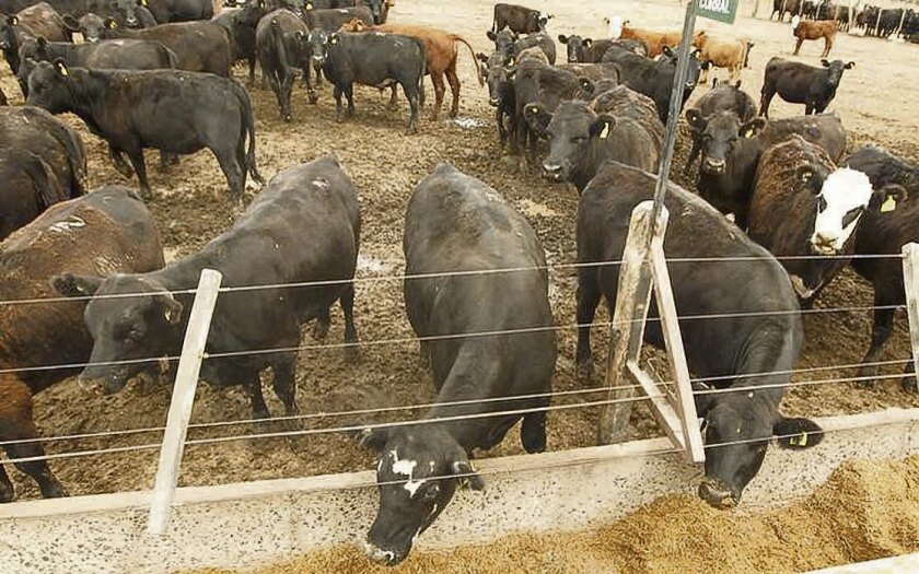Unas vacas en Magdalena, Argentina
