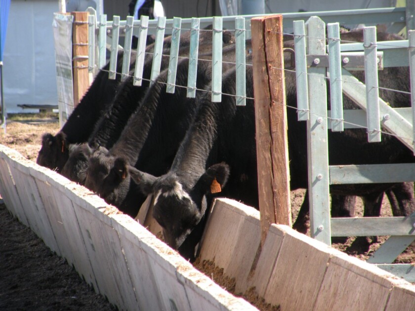 Ganado a corral. Foto: El País.