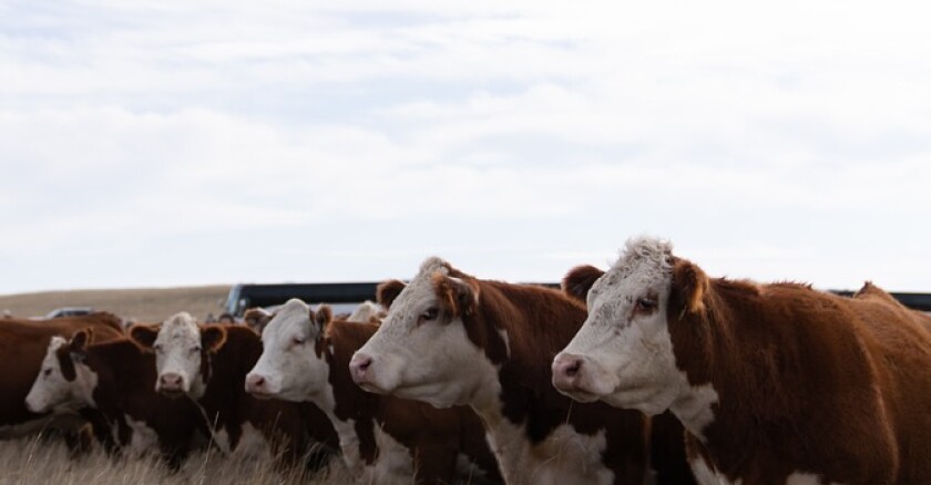 Congreso Mundial de Hereford.jpg