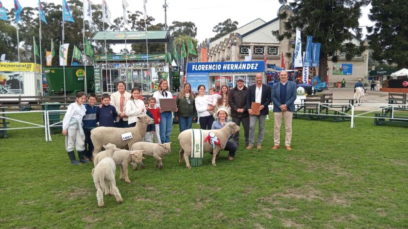 Gran Campeona Southdown.