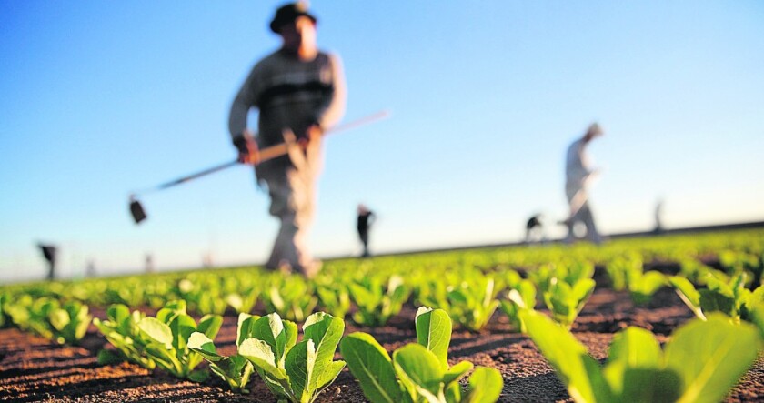 CULTIVO, CULTIVOS, AGRICULTURA , AGRICULTOR TRABAJANDO EN CAMPO , LECHUGA