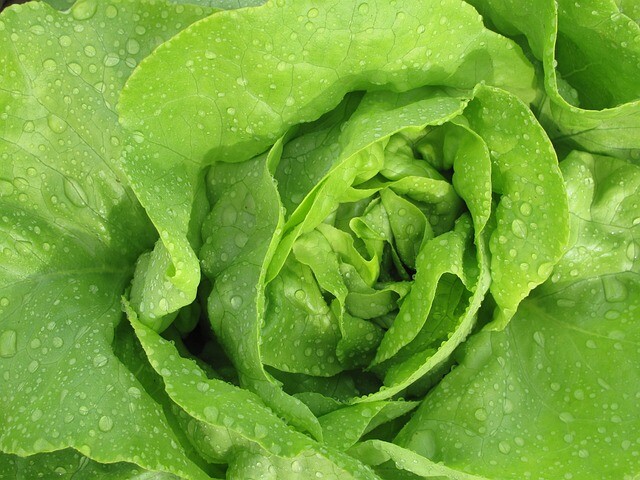 Lechuga.