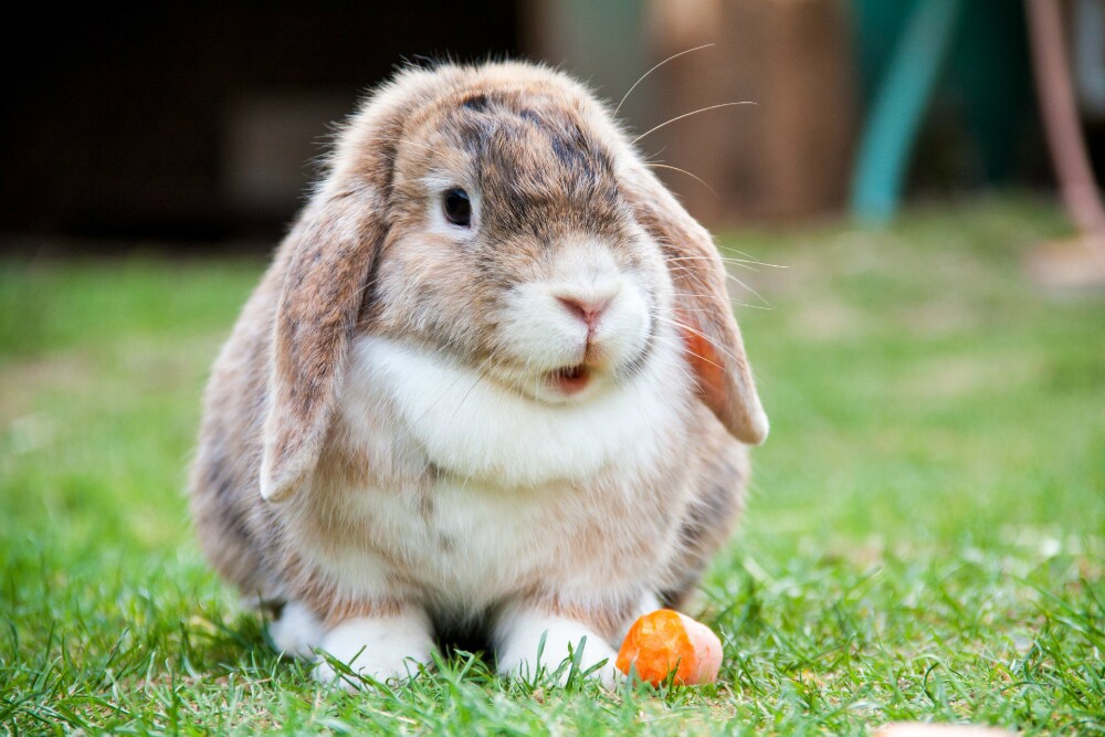 Conejo.
