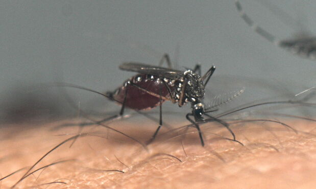Virus: el dengue continúa avanzando y marca cifras récord
