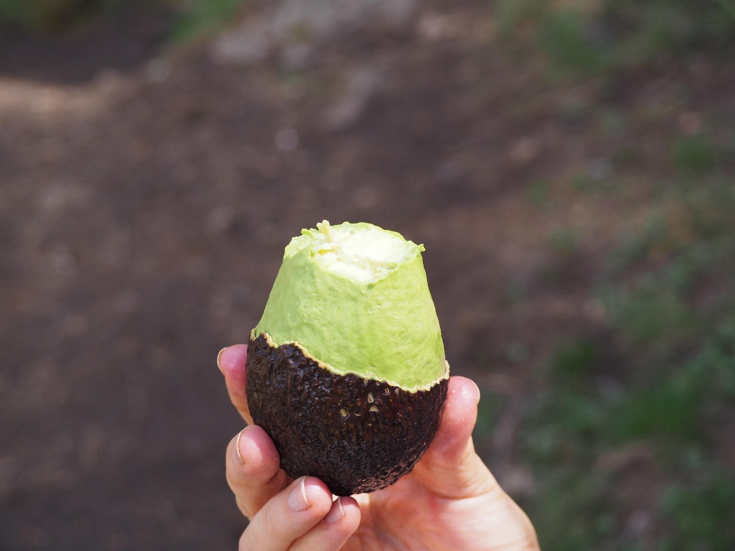 Palta.jpg