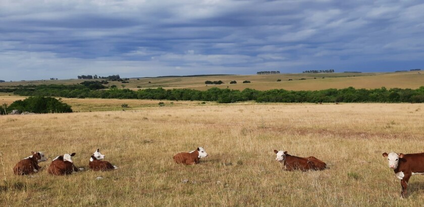 Campo natural.