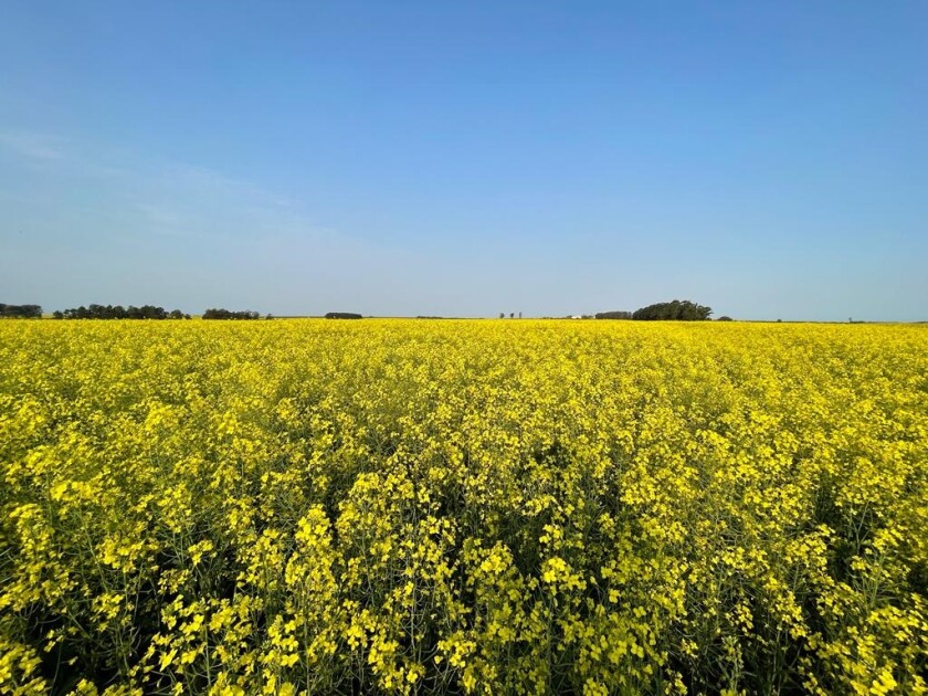 Colza en Flores