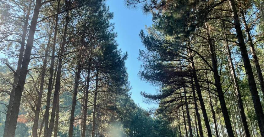 Silvopastoreo, forestación