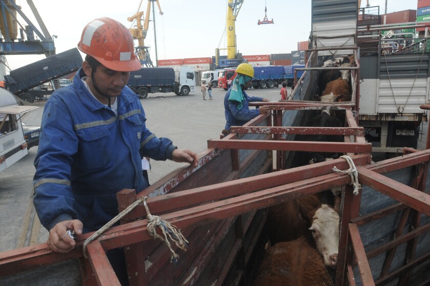 Exportacion de ganado vacuno