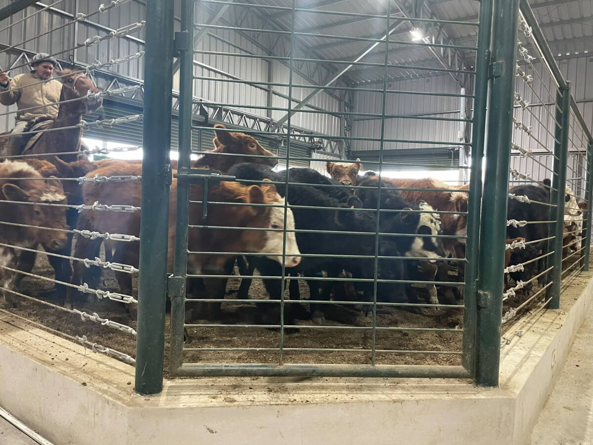 Dispersión total en la feria de Cabrera Peile en Cardona